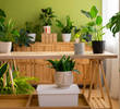 Best Indoor Plants for Mumbai Climate